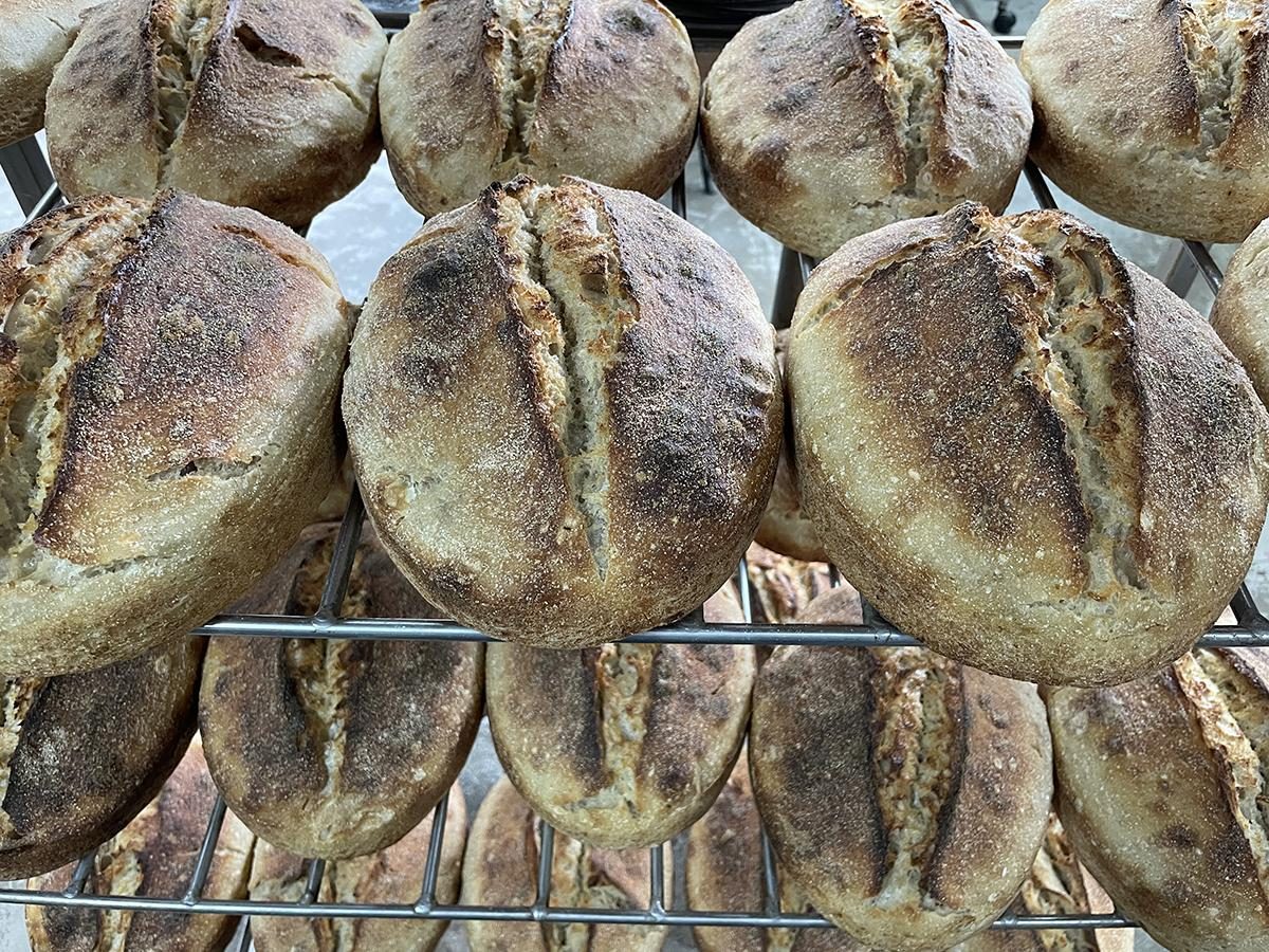 Scored sourdough loaves cooling on a rack at Manna